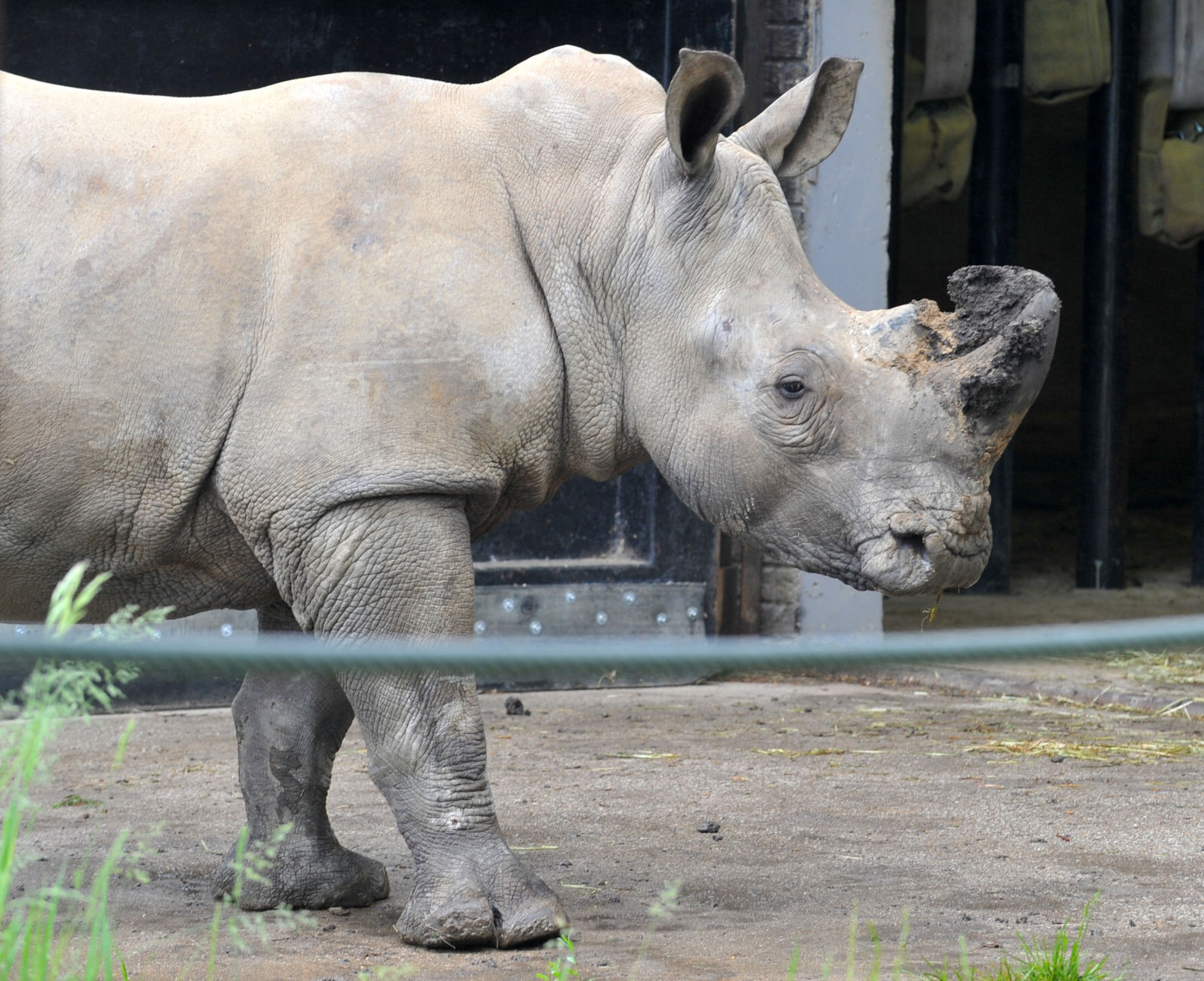 052921-qc-nws-rhino-047